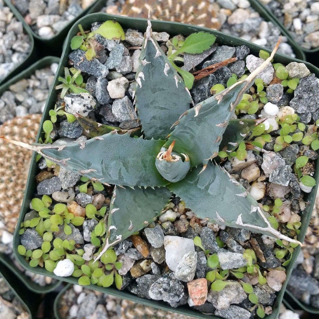 Agave utahensis eborispina
