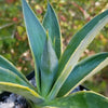 Variegated Smooth Agave - Agave desmettiana variegata