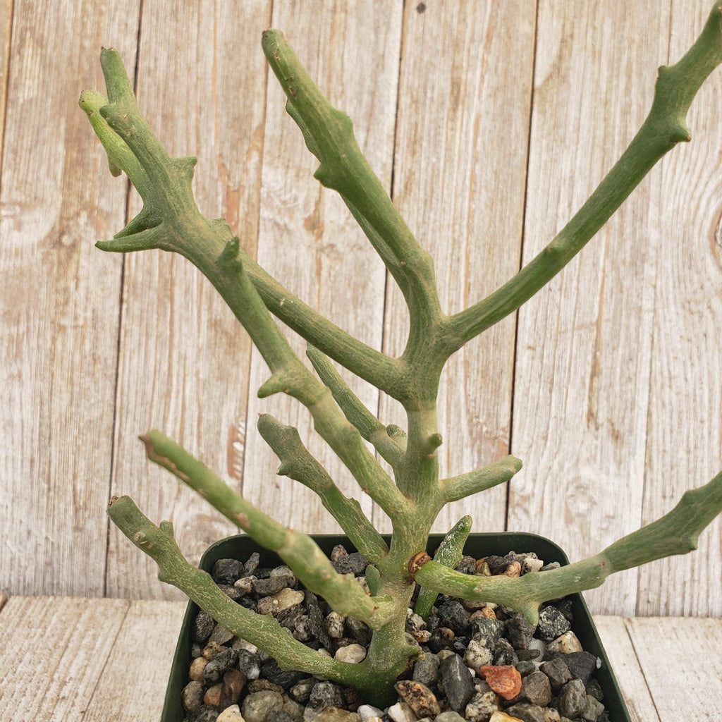 Euphorbia stenoclada spineless