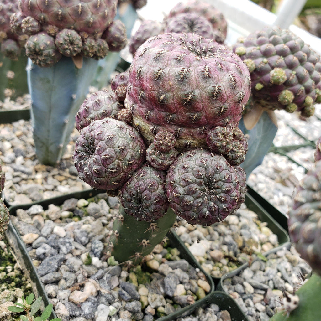 Sulcorebutia rauschii grafted Large