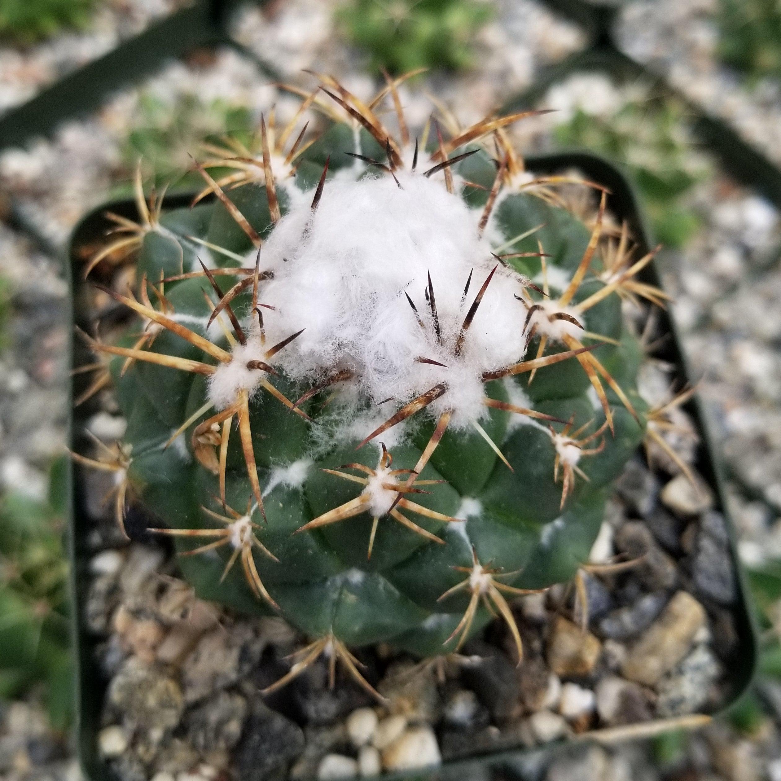 Coryphanta greenwoodii