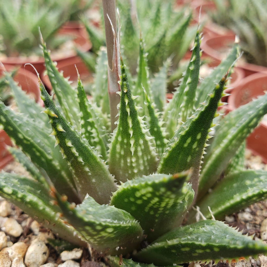Haworthia guttata