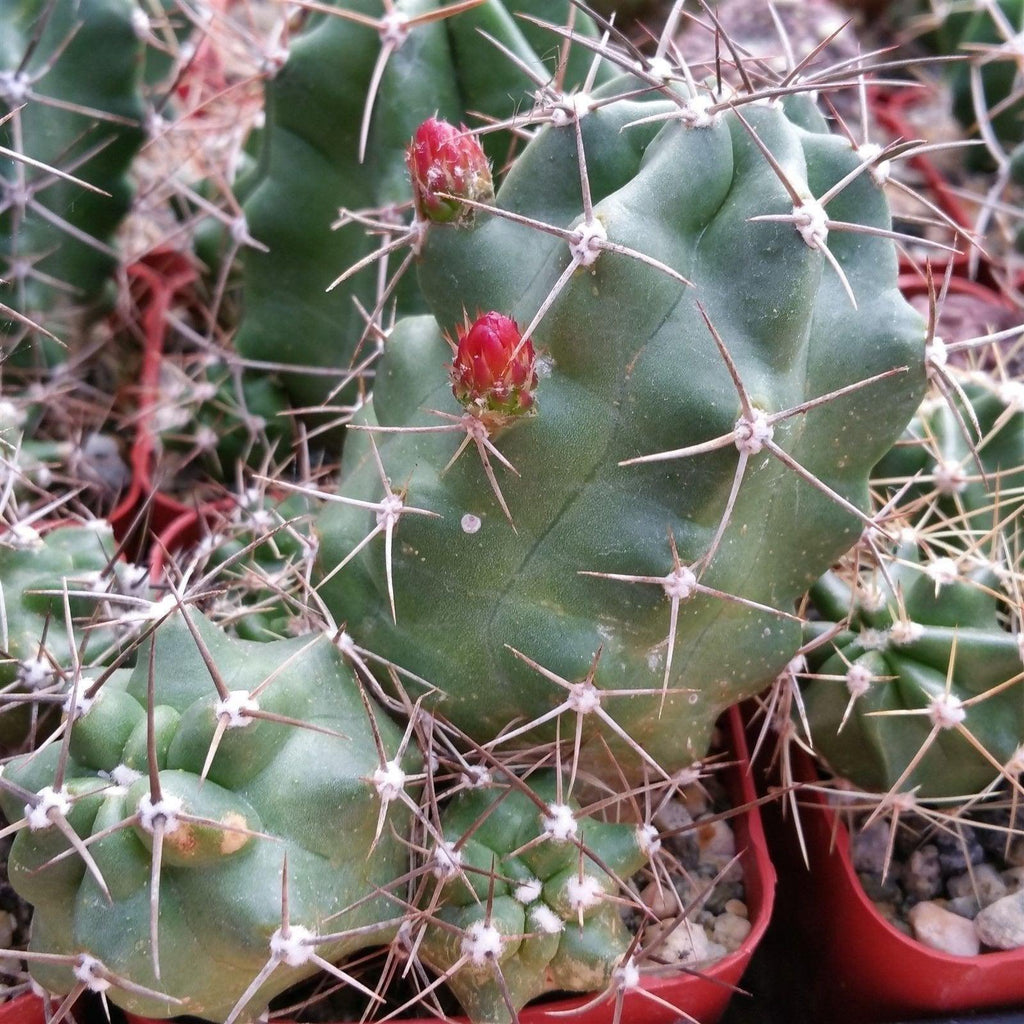 Claret cup Cactus ‘Echinocereus triglochidiatus’