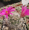 Mammillaria guelzowiana