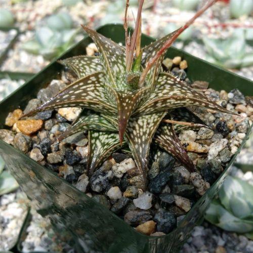 Aloe descoingsii