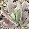 Cotyledon white sprite