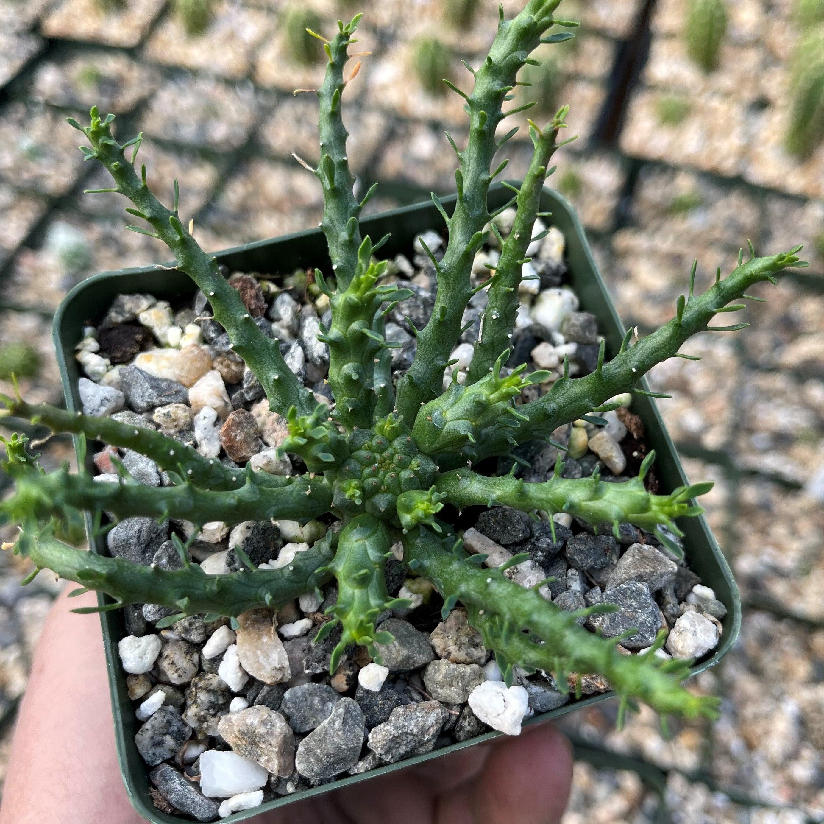 Medusa Head 'Euphorbia flanaganii' -17