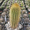 Austrocephalocereus estevesii