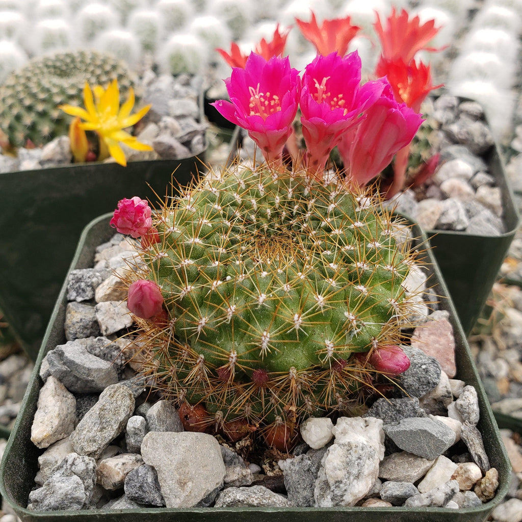 Rebutia minuscula