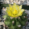 Copiapoa esmeraldana