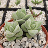 Crassula Moonglow