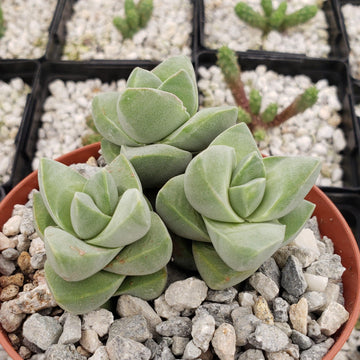 succulent with over 650 varieties Crassula Moonglow 4" Pot