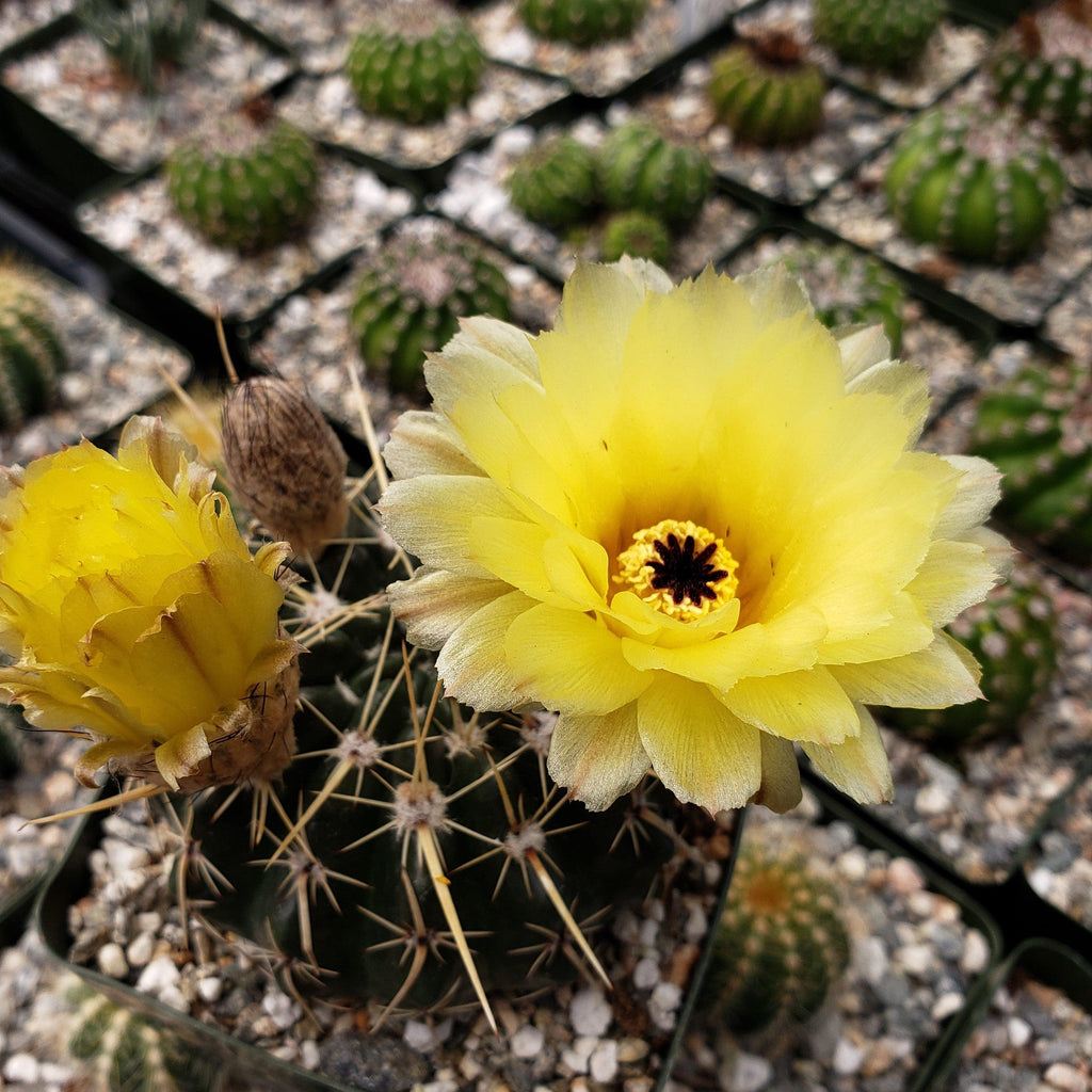 Notocactus tureczekianus