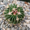 Echinofossulocactus Hookerii