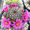 Mammillaria zeilmanniana