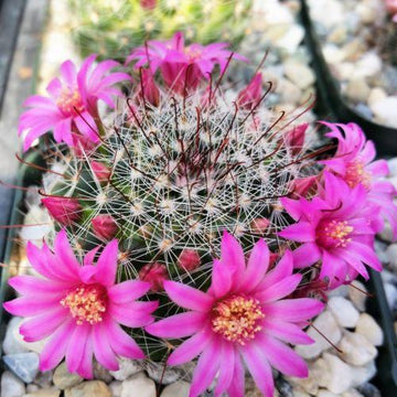 Mammillaria zeilmanniana – Planet Desert