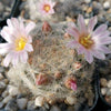 Mammillaria glassii v. ascensionis