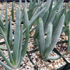 Fan Aloe - Aloe plicatilis