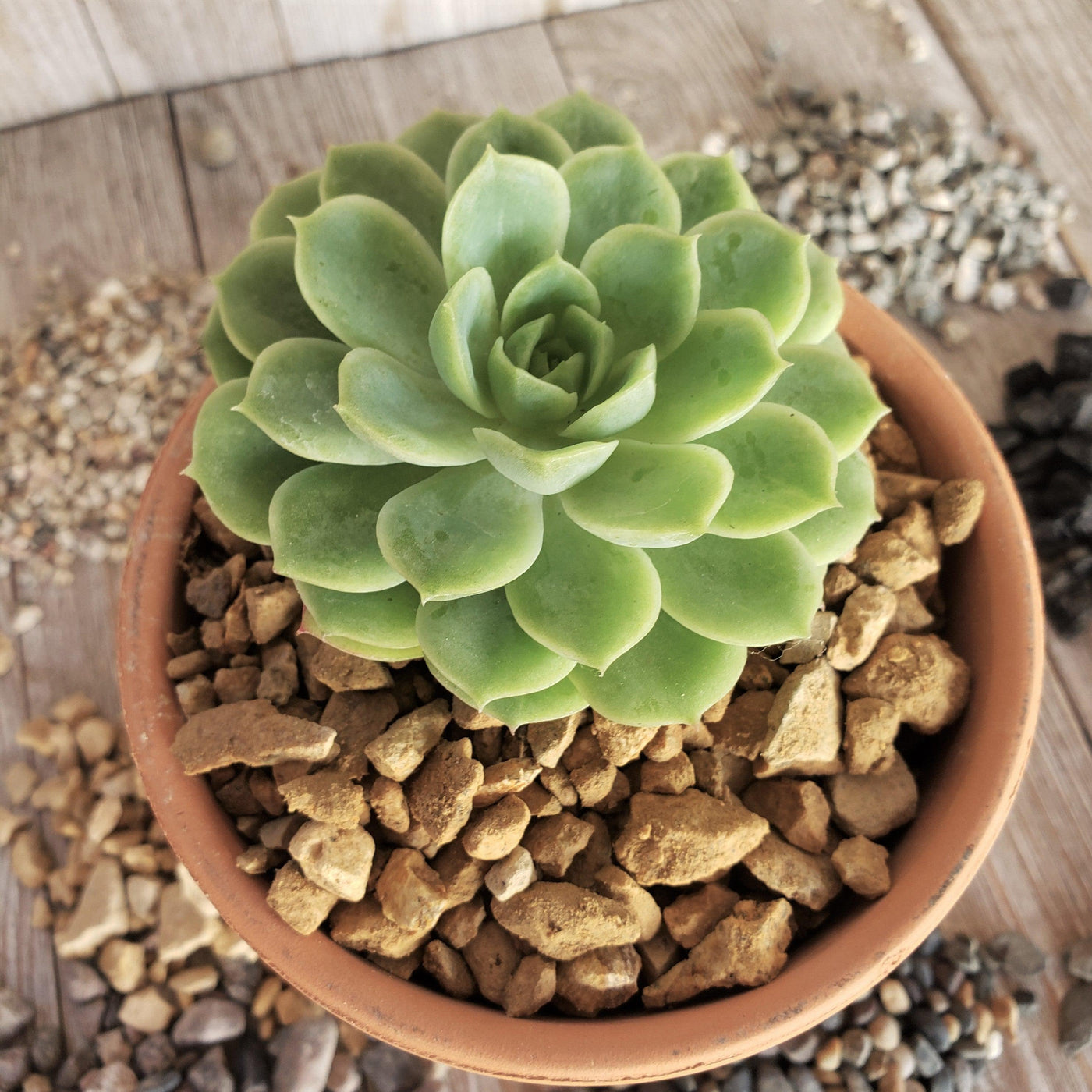 topsoil for succulents 1 Lb 3/8 California gold river rock Cactus and Succulent Top Soil Dres – Planet Desert