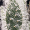 Opuntia Snow Fuzzy cutting