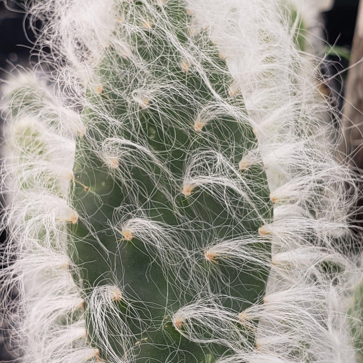 prickly pear snow cactus propagation Opuntia Snow Fuzzy cutting – Planet Desert