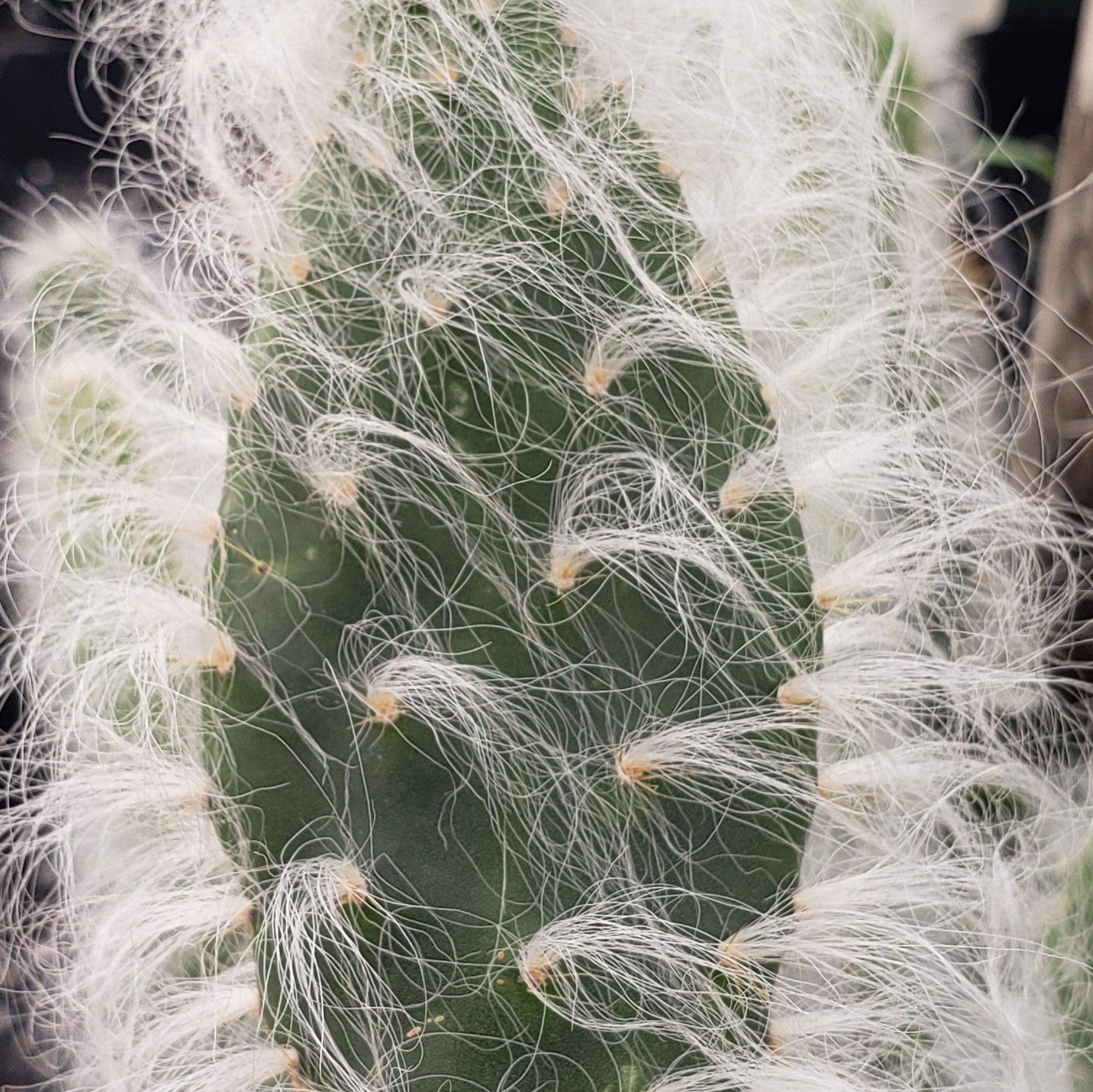 prickly pear cactus snow Opuntia Snow Fuzzy cutting