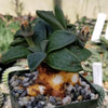 Aloinopsis rubrolineata