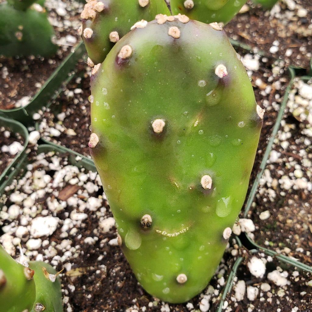Opuntia canterae elata Cutting