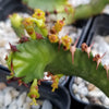 Euphorbia squarrosa