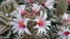 Mammillaria fraileana