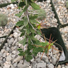 Euphorbia beharensis