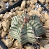 Euphorbia meloformis variegata