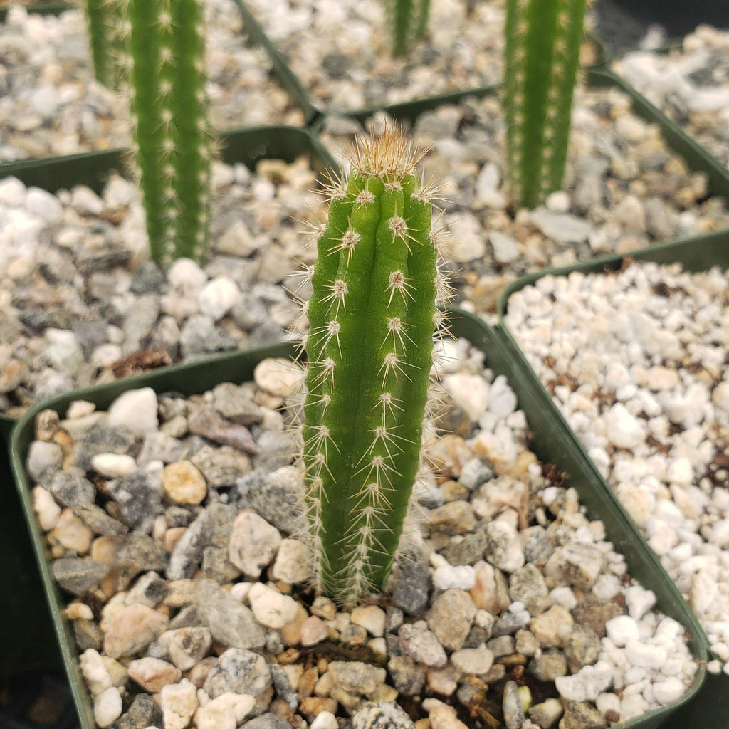 Yungasocereus inquisivensis