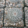 Mammillaria albata