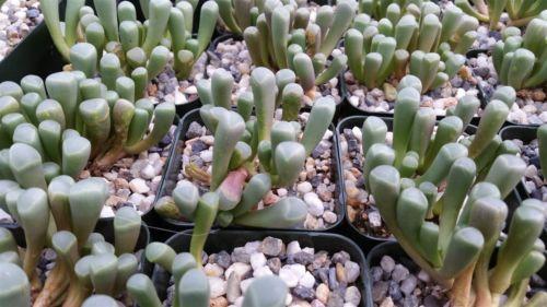 toe succulent Baby Toes 'Fenestraria rhopalophylla'