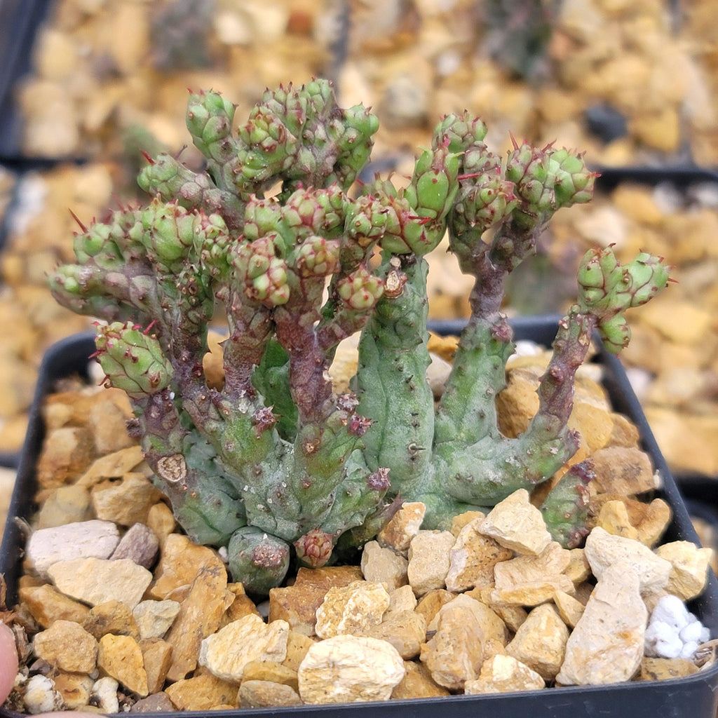 Euphorbia enopla coral