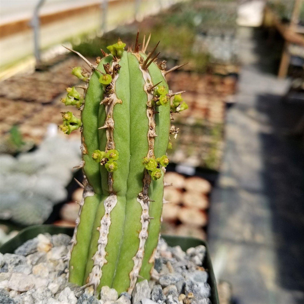 Euphorbia handiensis