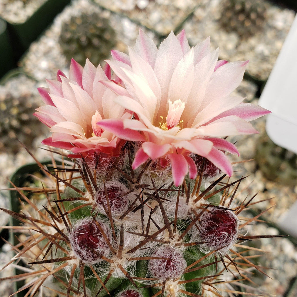 Neochilenia floccosa