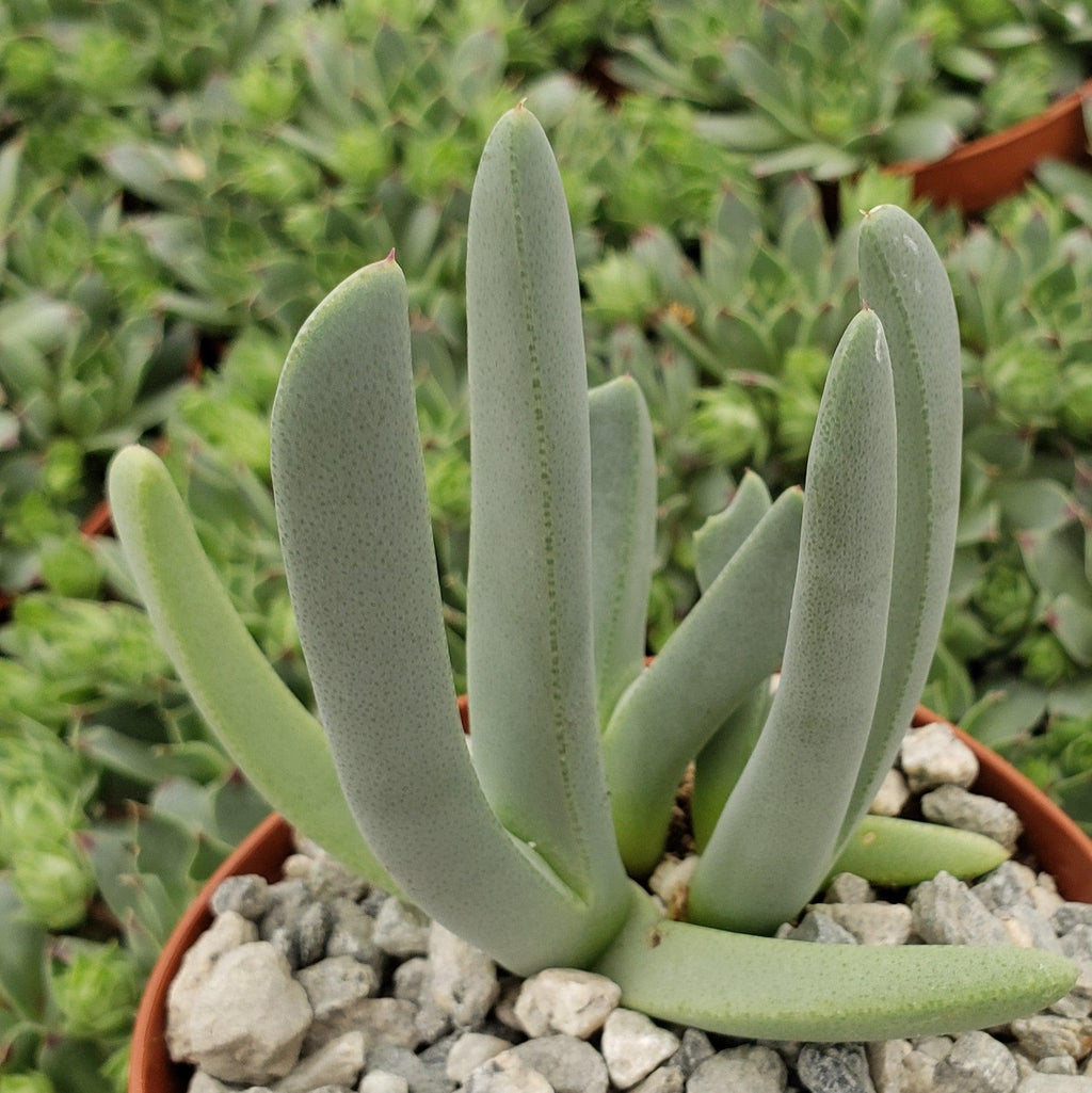 Carpet Weed - Cheiridopsis denticulata