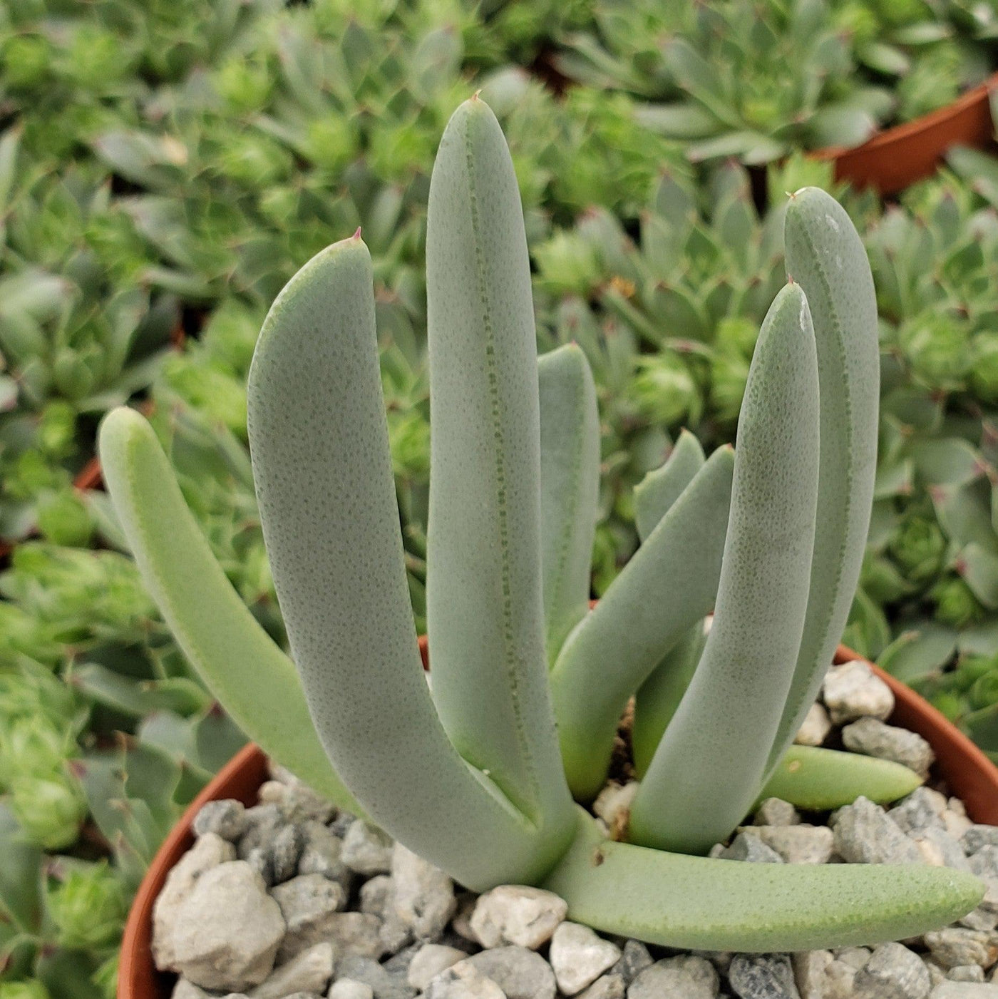 weed that looks like a succulent Cushion-Forming Cheiridopsis Denticulata | Grab It Now