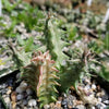 Huernia saudi arabica