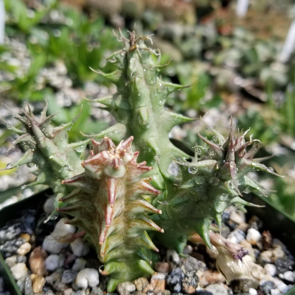 Huernia saudi arabica