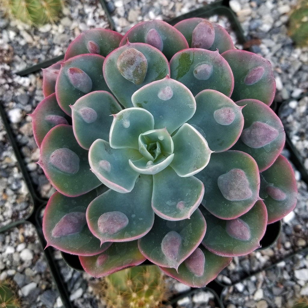 Echeveria Rain Drops
