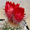 Parodia sanguiniflora