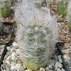 Old Man of the Mountain Cactus ‘Oreocereus trollii’