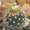 Echinofossulocactus albatus