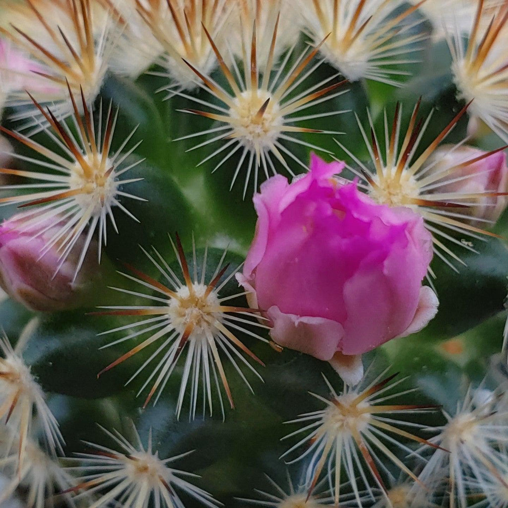 Mammillaria lauii subducta