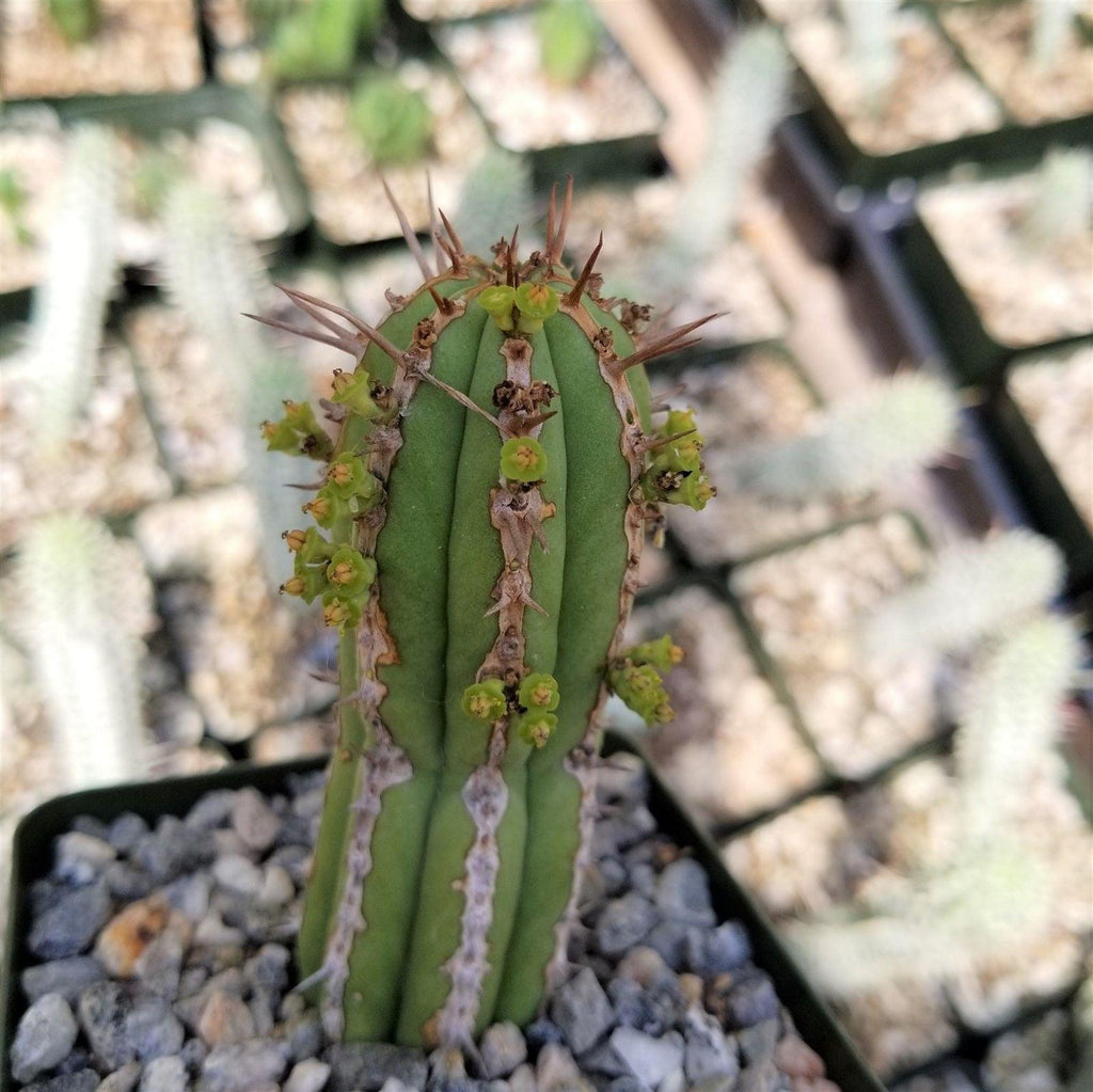 Euphorbia handiensis