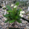 Crown of Thorns Plant &