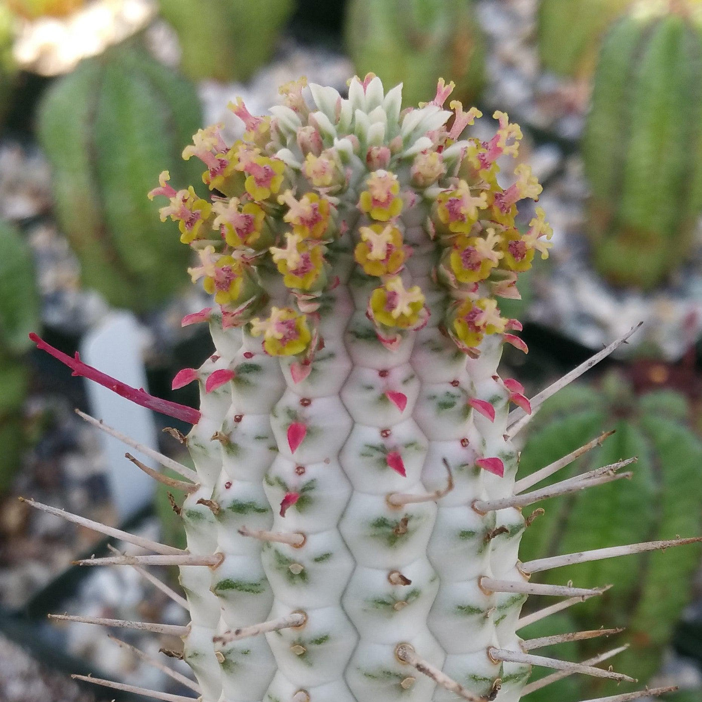 corn cob succulent Euphorbia mammillaris variegata 3 Gal